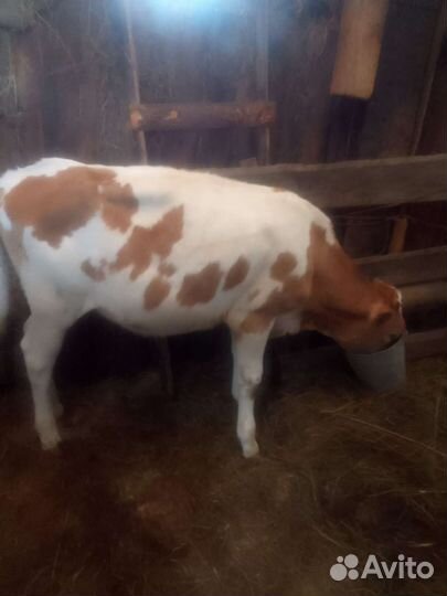 Телка 8месяцев