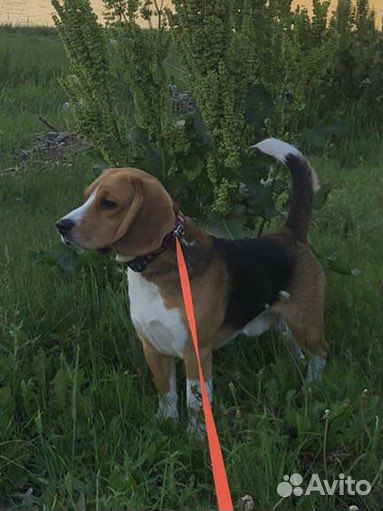 Бигль вязка