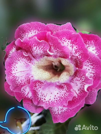 Глоксиния махровая