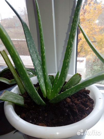 Алоэ Вера взрослые растения