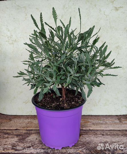 Лаванда растение для дома