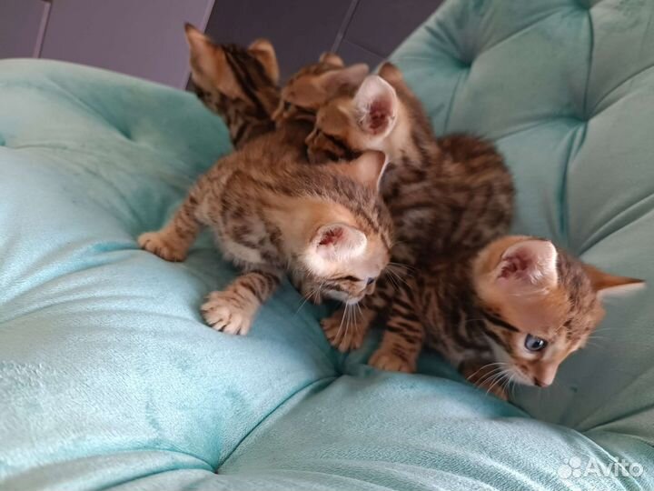 Бенгальские котята