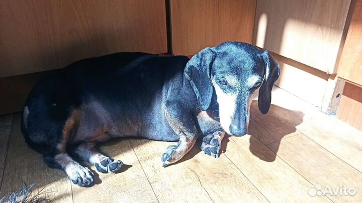 Передержка собак мелких пород