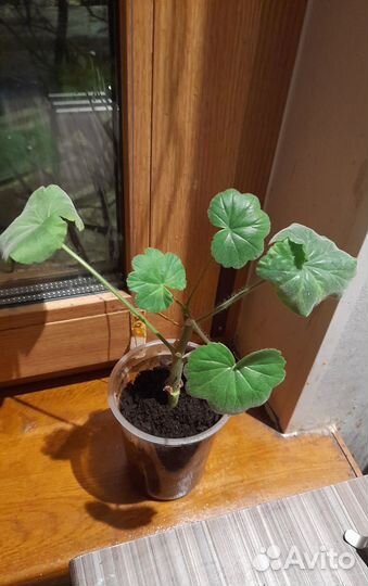 Герань,Алоэ,спатифиллум,традесканция,денежное дер