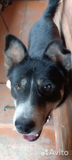 Собака в добрые руки отдам бесплатно