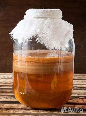 Чайный гриб, комбуча, маньчжурский, японский гриб