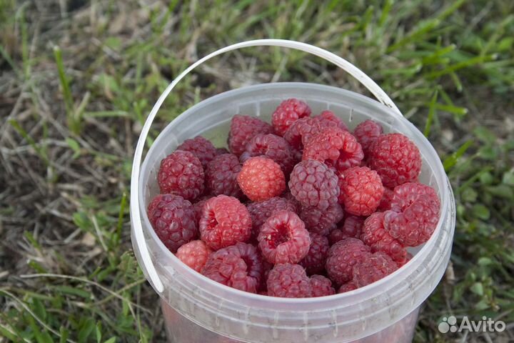Малина свежая красная и желтая