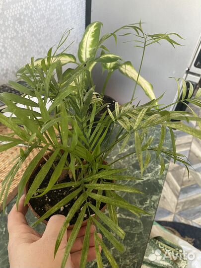 Пальма хамедорея