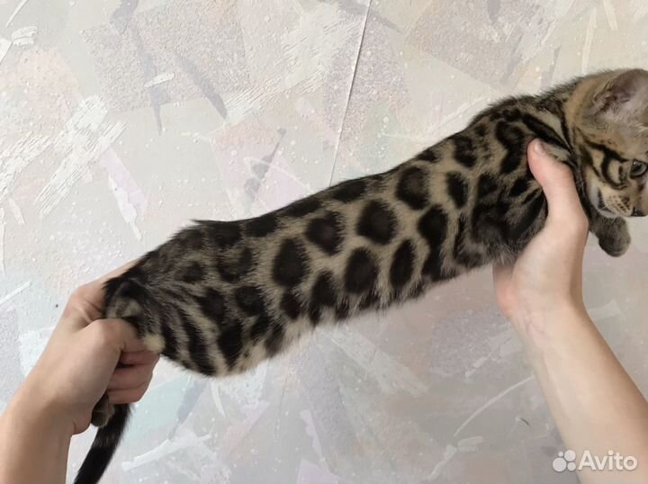 Элитные бенгалы