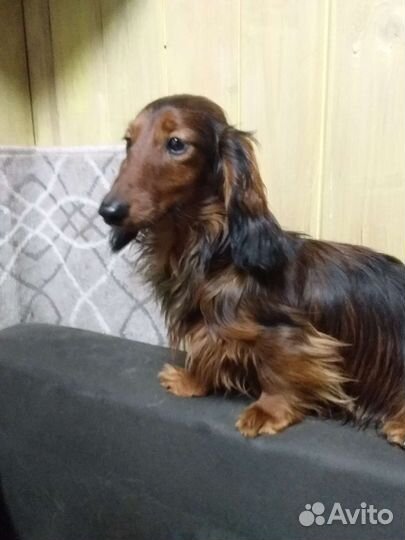 Кроличья такса