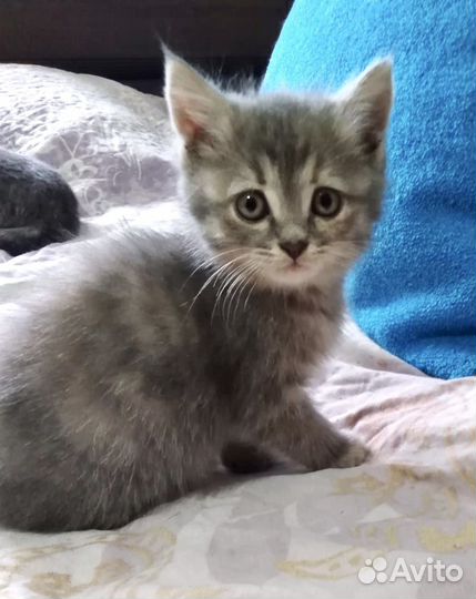 Котенок 2 месяца