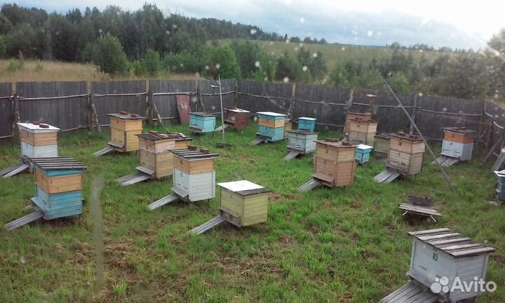 Продам пасеку, ульи, инвентарь