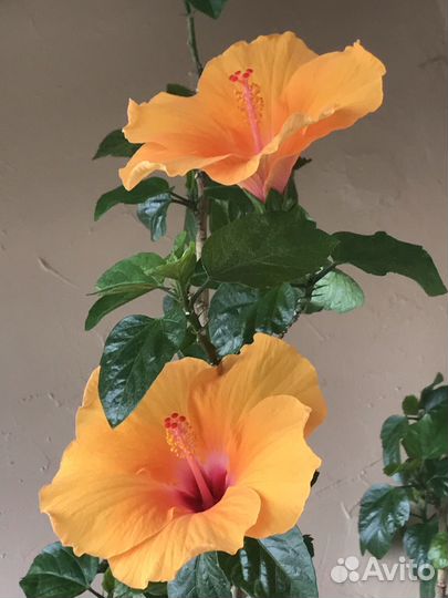 Гибискус простой и махровый