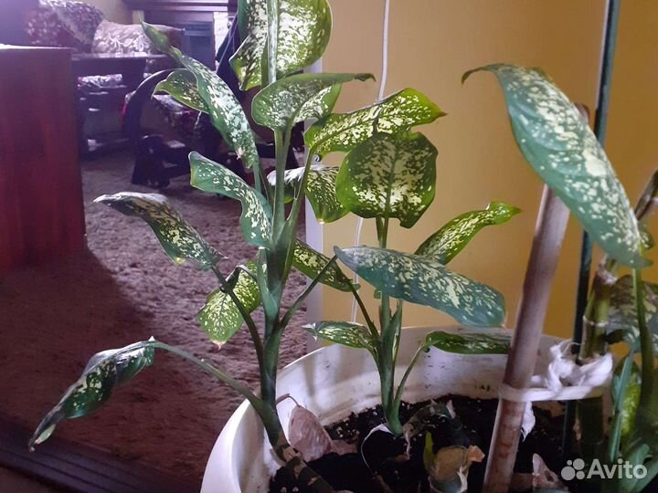 Диффенбахия