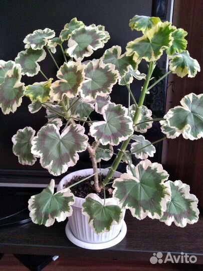 Пеларгония Леона Галактика