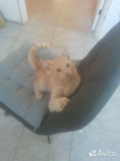 Кошка в дар бесплатно