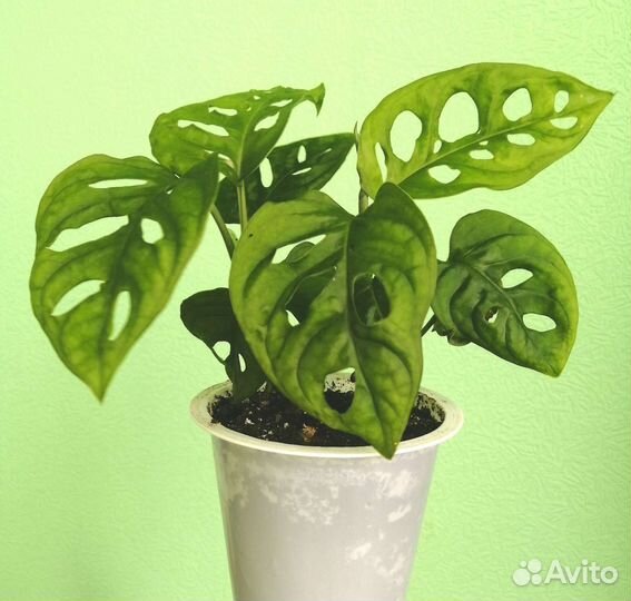 Монстера косая (неравнобокая)