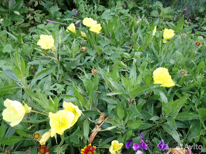 Энотера миссурийская