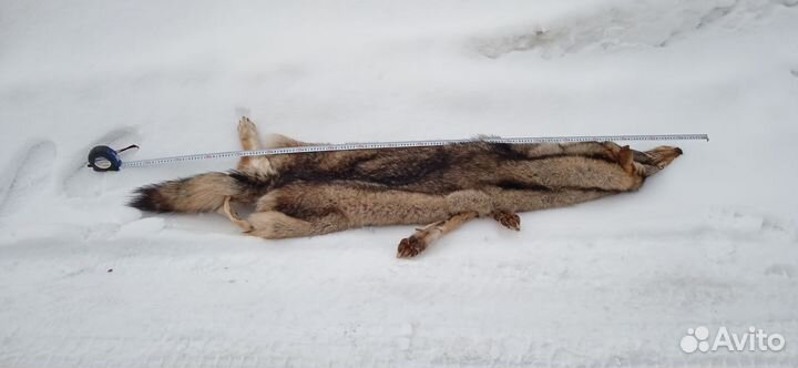 Шкура кавказского волка