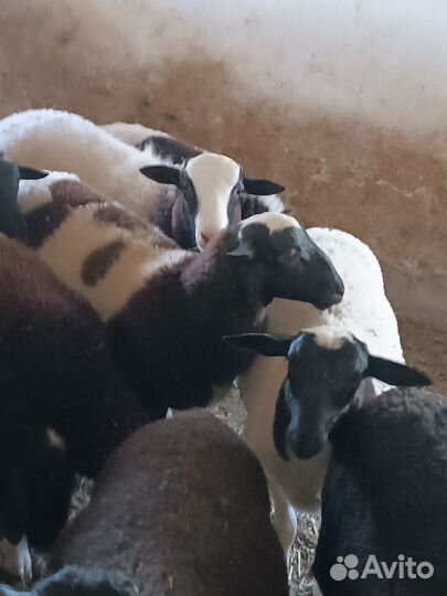 Бараны дорперы F1
