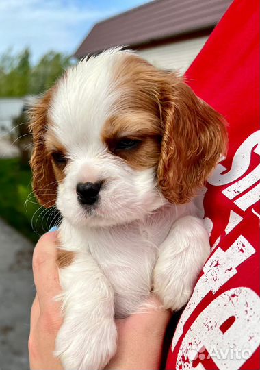 Кавалер кинг чарльз спаниель