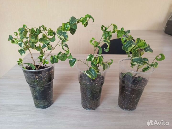 Фикус Вортекс