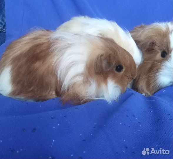 Породистые морские свинки