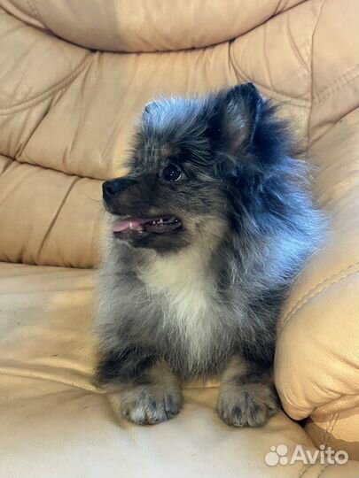Подрощенный щенок шпица очень редкого окраса