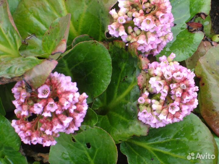 Многолетнее растение Бадан