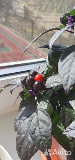 Семена перца 