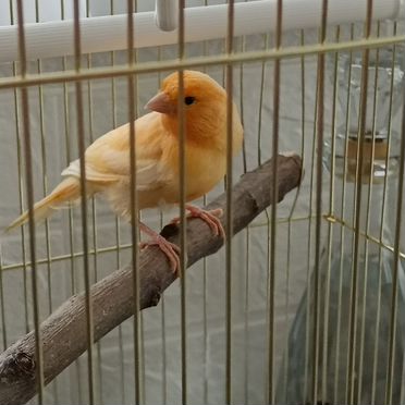 Кенор поющий