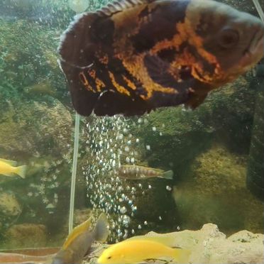 Астронотус