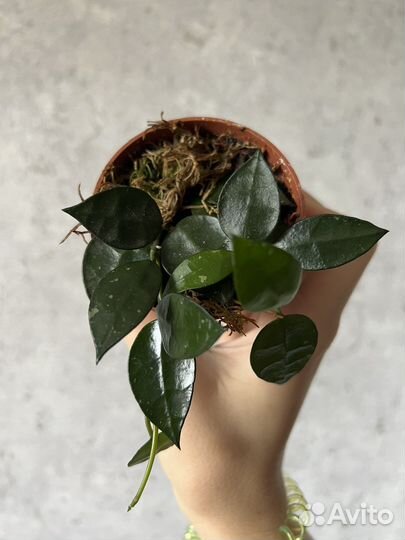 Хойя микс: белла, эскимо