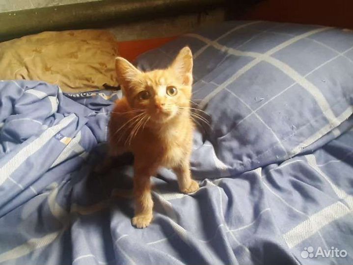 Отдам Котята в добрые руки
