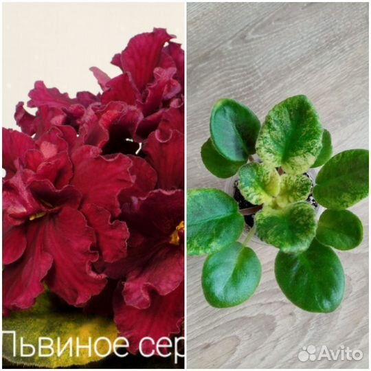 Детки сортовых фиалок