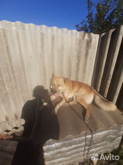 Собака в добрые руки отдам бесплатно ему 5 лет