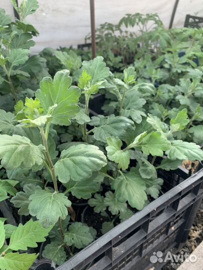 Продаю рассаду цветов и овощей