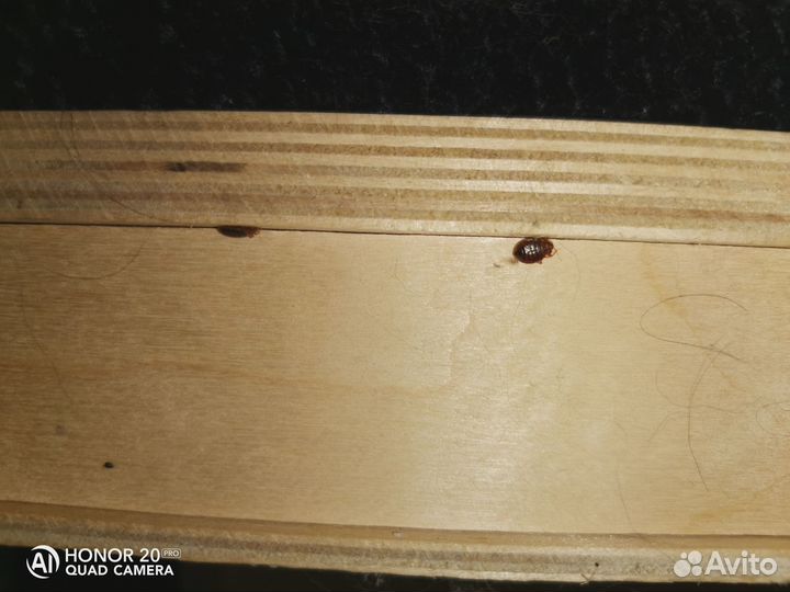 Дезинфекция от любых насекомых