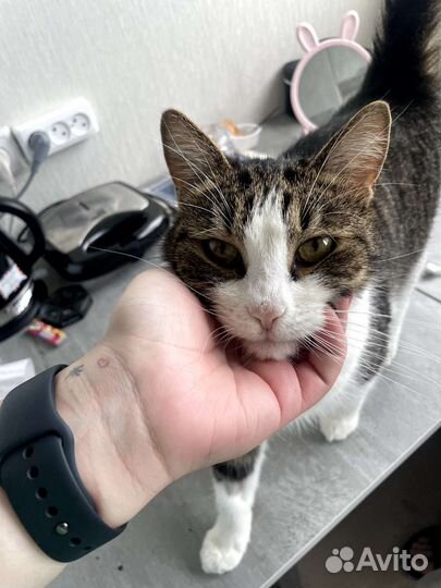 Кошка бесплатно