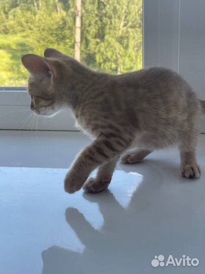 Котята породистые