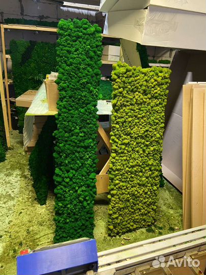 Мох стабилизированный оптом и в розницу