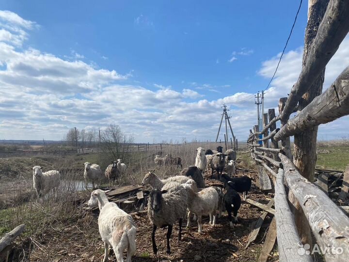 Овцы бараны ягнята