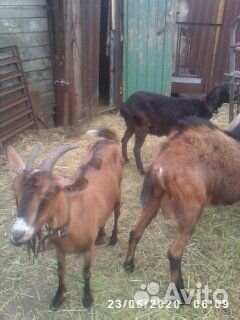 С/х животные