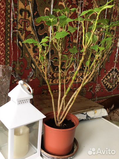 Пуансеттия