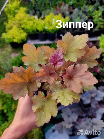 Саженцы гейхеры