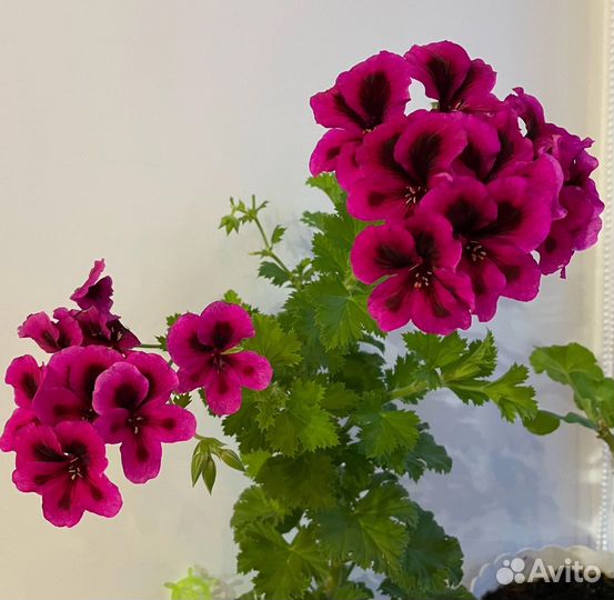 Пеларгония герань королевская