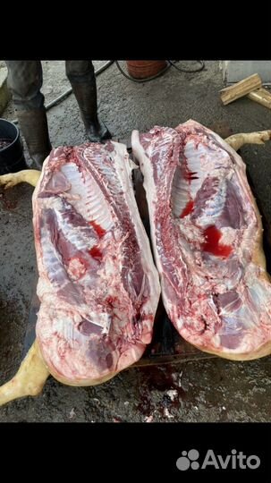 Продажа свиней и поросят на мясо