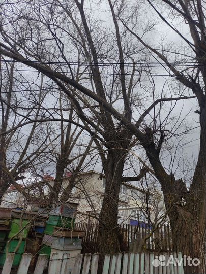 Отдам дрова бесплатно