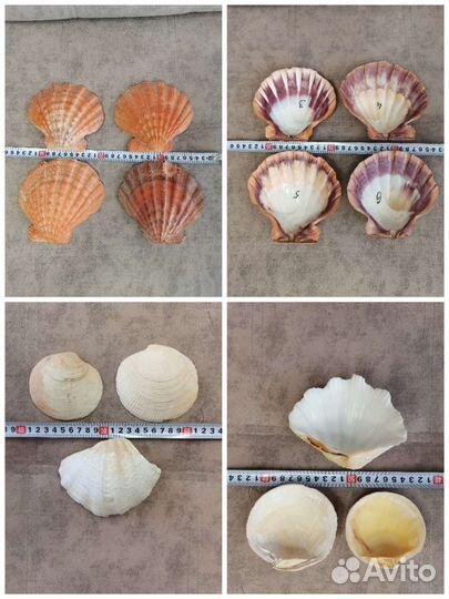 Коллекционные морские ракушки