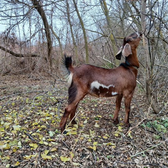 Нубийские козы